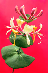 Similar image 2699236