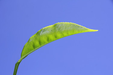 Similar image 2710911