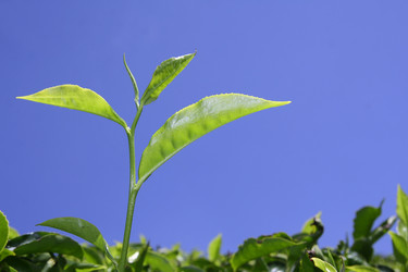 Similar image 2710924