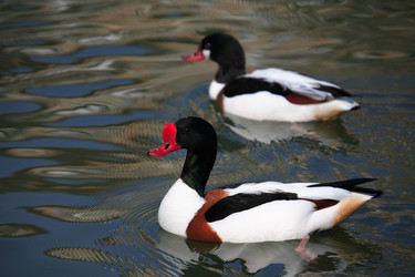 Similar image 2724083