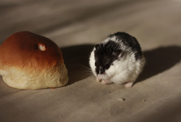 Similar image 2726452