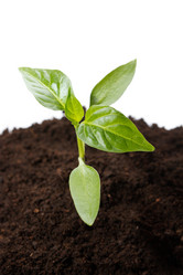 Similar image 2727044