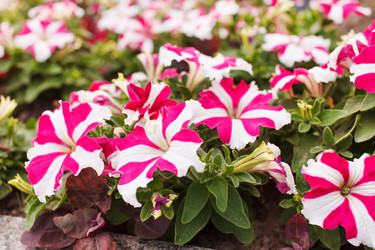 Similar image 2727389