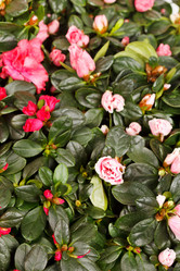 Similar image 2727460