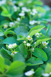 Similar image 2727470