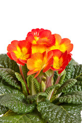 Similar image 2727549