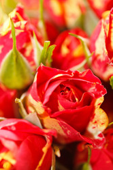 Similar image 2727657