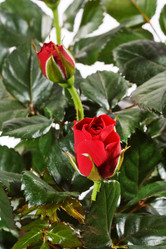 Similar image 2727706