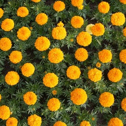 Similar image 2728193