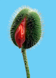 Similar image 2728508