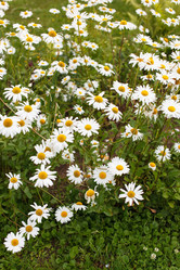 Similar image 2728866