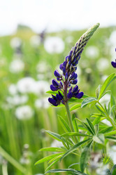 Similar image 2729265