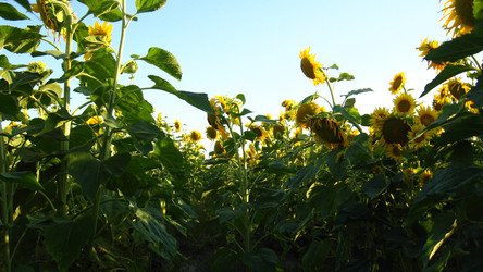 Similar image 2729297