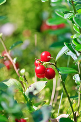 Similar image 2730275