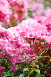 Similar image 2731621