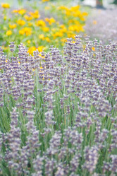 Similar image 2731631