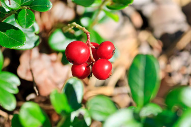 Similar image 2731632