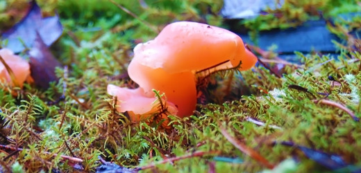 Similar image 2734645