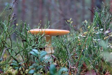 Similar image 2734649