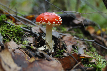 Similar image 2734652