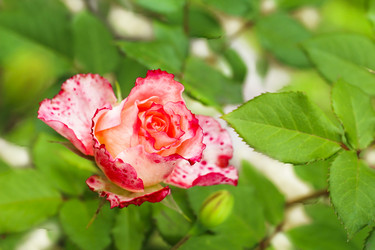 Similar image 2738153