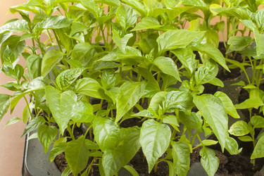 Similar image 2774293