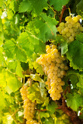 Similar image 2774590