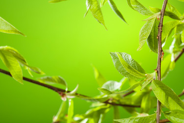 Similar image 2775461