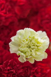 Similar image 2775745