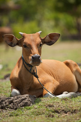 Similar image 2775855