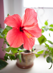 Similar image 2776824