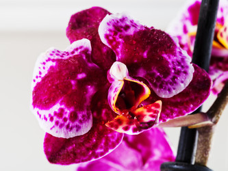 Similar image 2778754