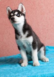 Similar image 2778886