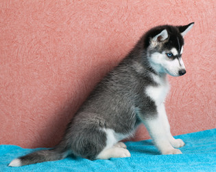 Similar image 2778928