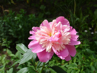 Similar image 2779044