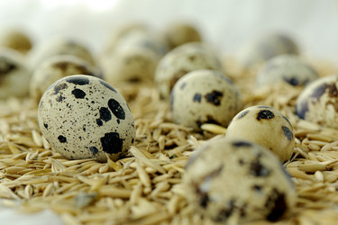 Similar image 2779591