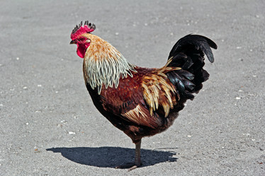 Similar image 2783687