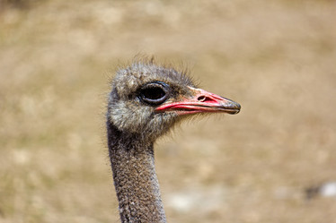 Similar image 2783696