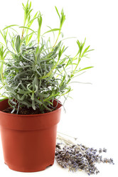 Similar image 2783782