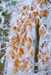 Similar image 2792461