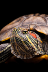 Similar image 2794192