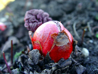 Similar image 2796796