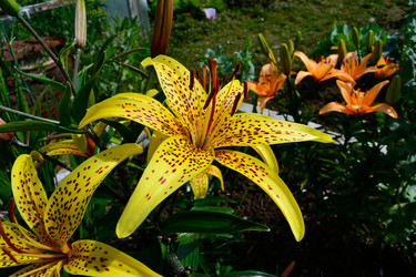 Similar image 2797461