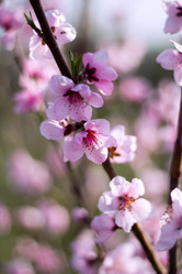 Similar image 2806576