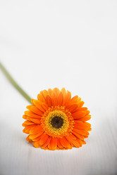 Similar image 2808090