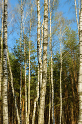 Similar image 2813840