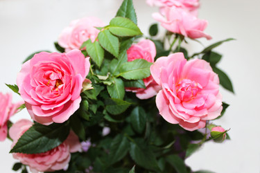 Similar image 2825619