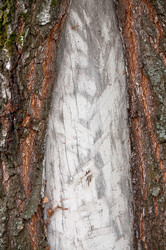 Similar image 2827376