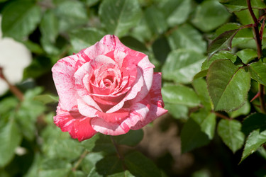 Similar image 2827451