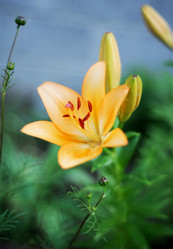 Similar image 2827548